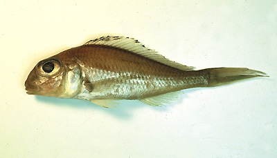 Xenotilapia burtoni 'Burton Bay'